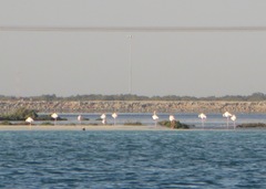 Phoenicopterus roseus