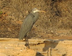 Egretta gularis