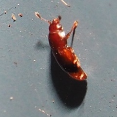 Paratenetus