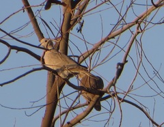 Streptopelia decaocto