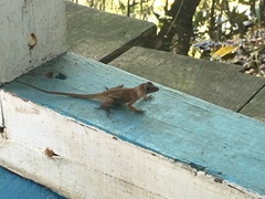 Anolis cybotes