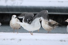 Larus argentatus × marinus