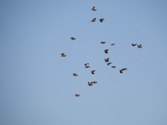 Acridotheres tristis