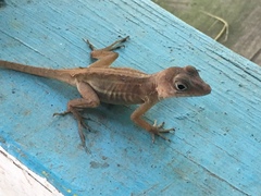 Anolis cybotes