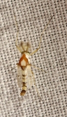 Coelotanypus concinnus