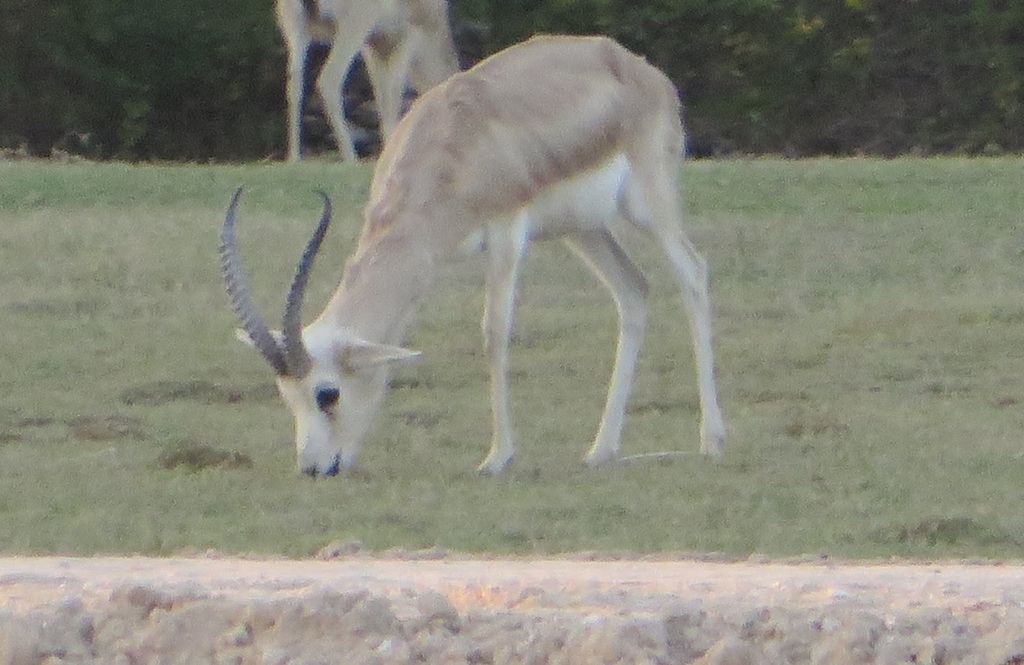 Sand Gazelle (Gazella marica) - Know Your Mammals