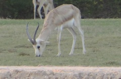 Gazella marica
