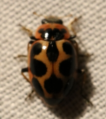 Naemia seriata
