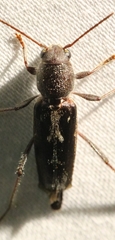 Xylotrechus sagittatus