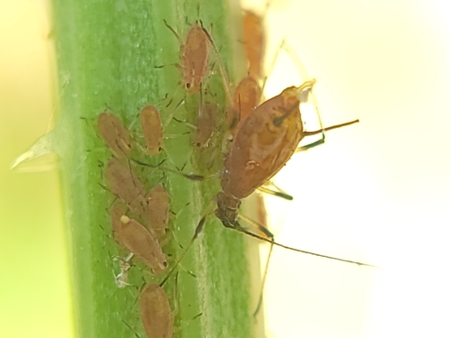 Rose aphid