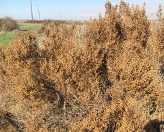 Allenrolfea occidentalis