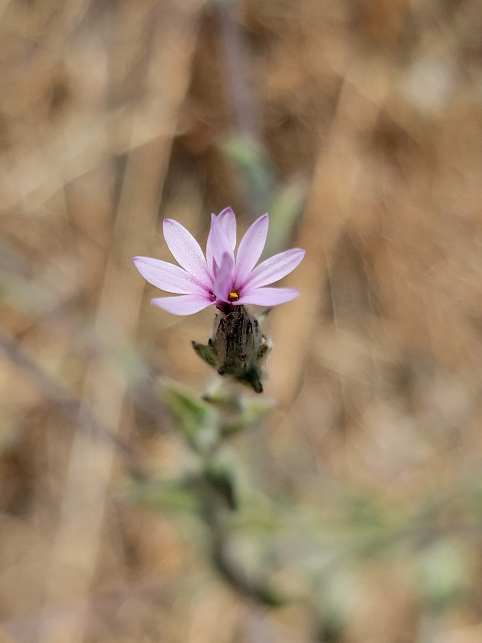 Lessingia hololeuca