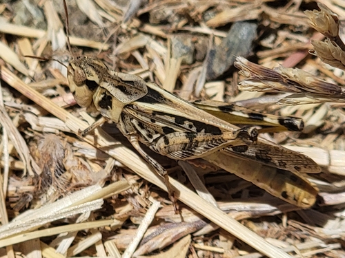 Clear-winged Grasshopper photo 4