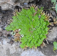 Selaginella pilifera