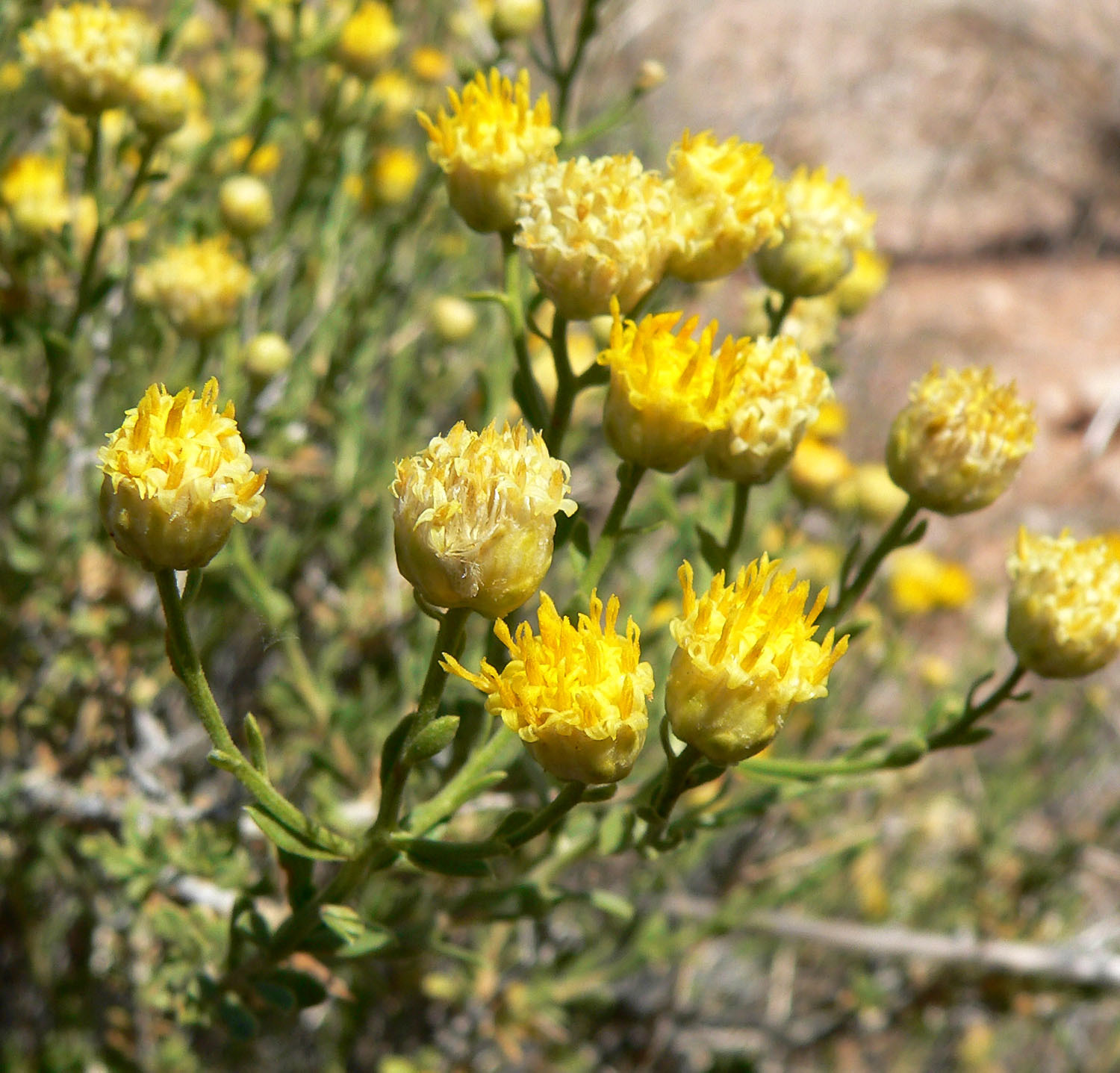 Acamptopappus sphaerocephalus var. sphaerocephalus