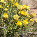Mojave Goldenhead - Photo (c) Stan Shebs, some rights reserved (CC BY-SA)