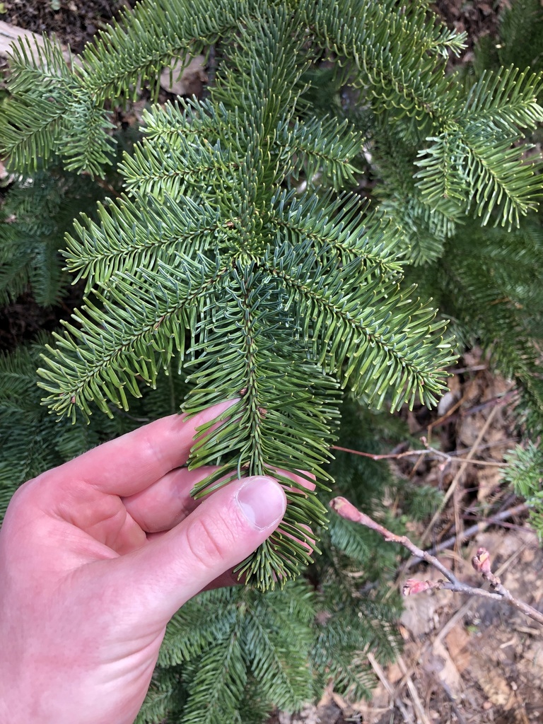 noble fir from Sedro Woolley, WA, US on April 30, 2023 at 1243 PM by