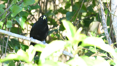 Amblycercus holosericeus