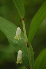 Polygonatum odoratum odoratum