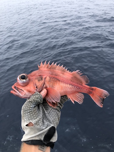 Blackgill rockfish (Sebastes melanostomus) — Sebastidae — 5