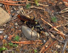 Protichneumon pisorius