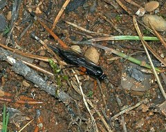 Pimpla arctica