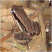 Three-striped Rocket Frog - Photo (c) Vincent Vos, some rights reserved (CC BY-NC-SA)