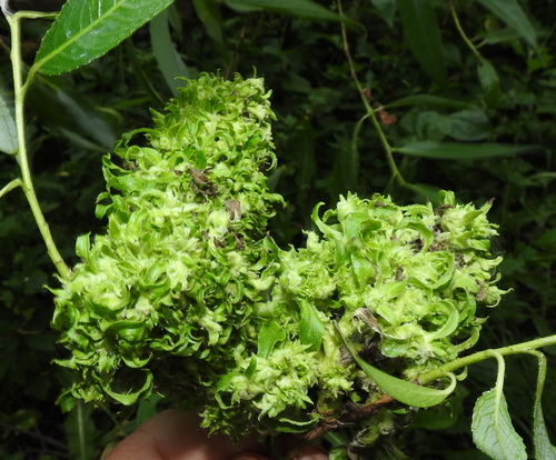 Stenacis triradiata nuotrauka