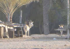 Gazella marica