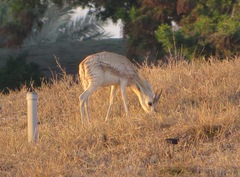 Gazella marica