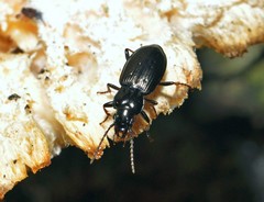 Pterostichus oblongopunctatus