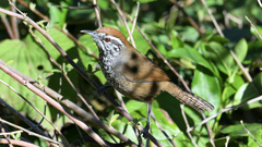 Pheugopedius maculipectus