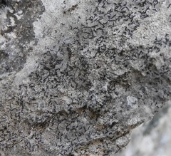 Opegrapha