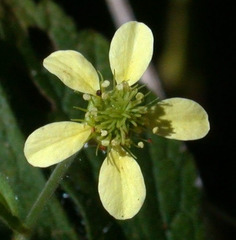 Geum × catlingii