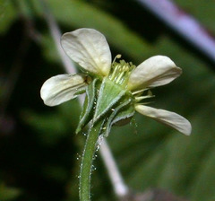 Geum × catlingii