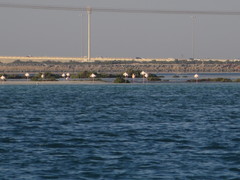 Phoenicopterus roseus