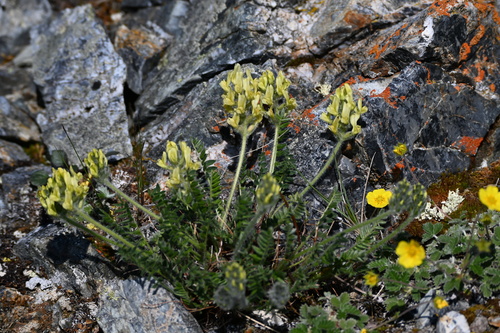 Image of Maydell's Point-Vetch (Oxytropis maydelliana) by (c) Syd Cannings, some rights reserved (CC BY)