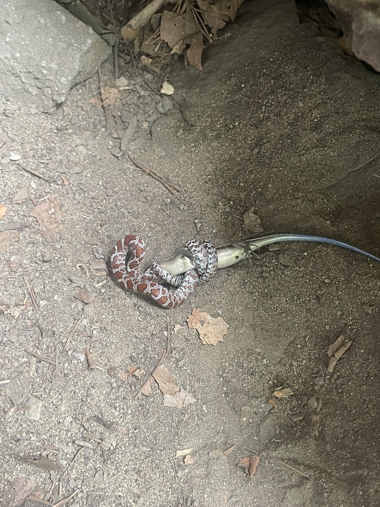 Eastern Milksnake from Fayetteville, WV, US on July 1, 2023 at 12:18 PM ...