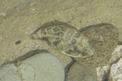 Sphoeroides annulatus