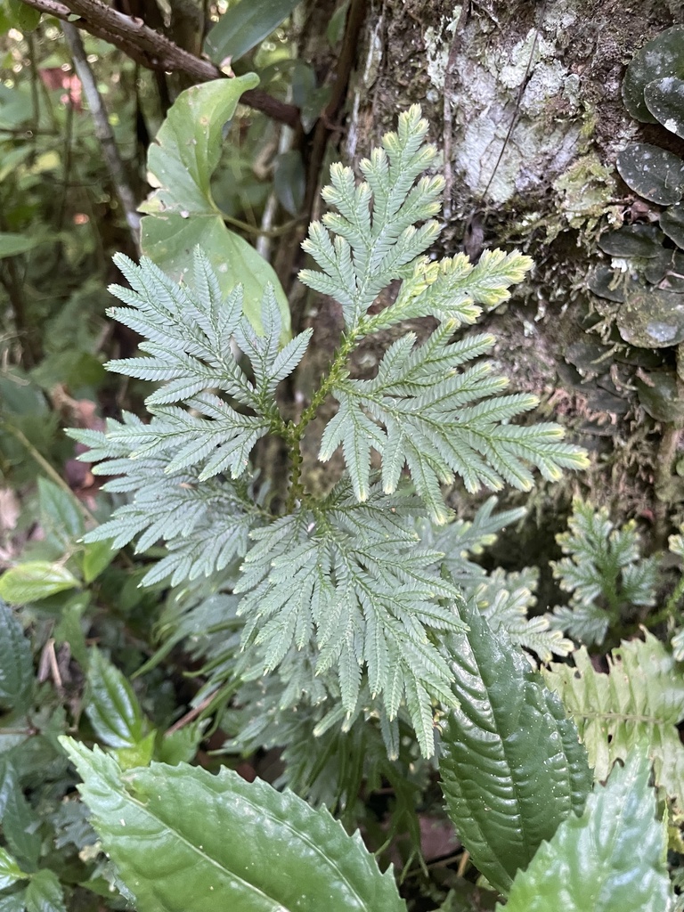 Selaginella plana in July 2023 by Kaylyn Cullen · iNaturalist