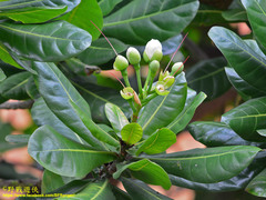 Barringtonia asiatica