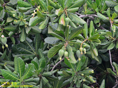 Barringtonia asiatica
