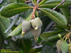 Barringtonia asiatica