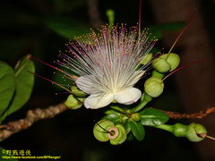 Barringtonia asiatica