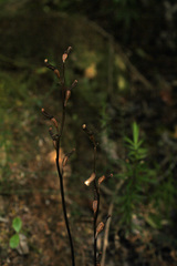 Gastrodia minor