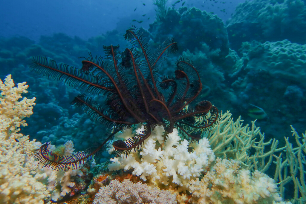 Capillaster multiradiatus