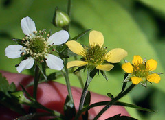 Geum × catlingii