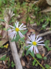 Ampelaster carolinianus