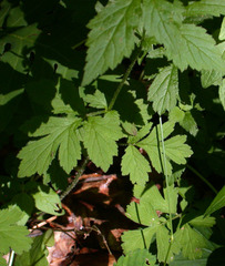 Geum × catlingii
