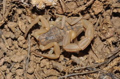 Aegaeobuthus gibbosus